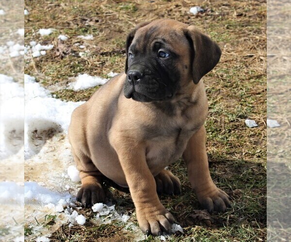 Medium Photo #2 Bullmastiff Puppy For Sale in GREENBANK, PA, USA