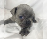Small Photo #3 French Bulldog Puppy For Sale in HACK, NJ, USA