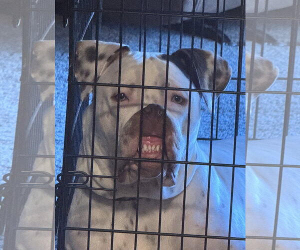 Medium Photo #4 American Pit Bull Terrier-Unknown Mix Puppy For Sale in Euless, TX, USA