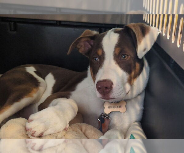 Medium Photo #1 Aussiedor Puppy For Sale in MOUNT OLIVE, NC, USA
