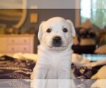 Small #14 Labrador Retriever