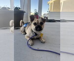 Small #3 Pug Mix
