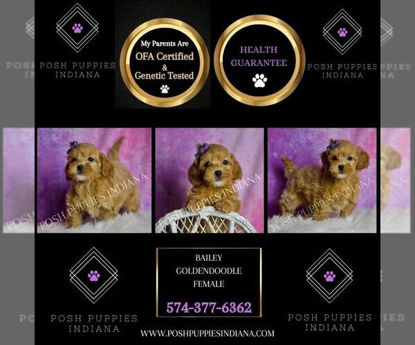 Medium Photo #49 Goldendoodle (Miniature) Puppy For Sale in WARSAW, IN, USA