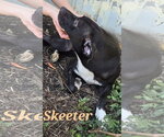 Small #6 Staffordshire Bull Terrier Mix