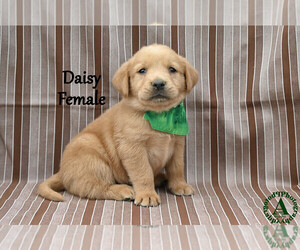 Medium Golden Labrador