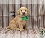 Puppy Daisy Golden Labrador