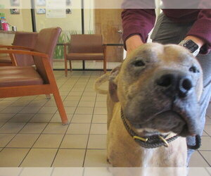 Black Mouth Cur-Unknown Mix Dogs for adoption in Ocala, FL, USA