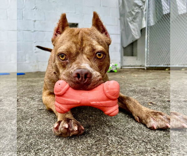 Medium Photo #11 American Pit Bull Terrier-Unknown Mix Puppy For Sale in Rockaway, NJ, USA