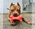 Small #10 American Pit Bull Terrier Mix