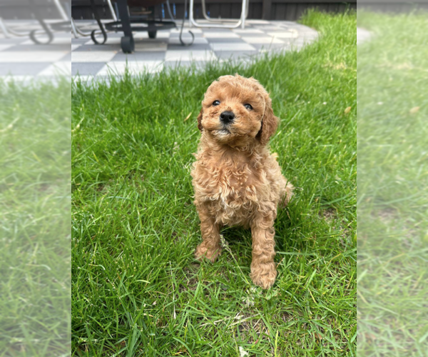 Medium Photo #4 Goldendoodle (Miniature) Puppy For Sale in MILWAUKEE, WI, USA