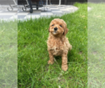Small #3 Goldendoodle (Miniature)