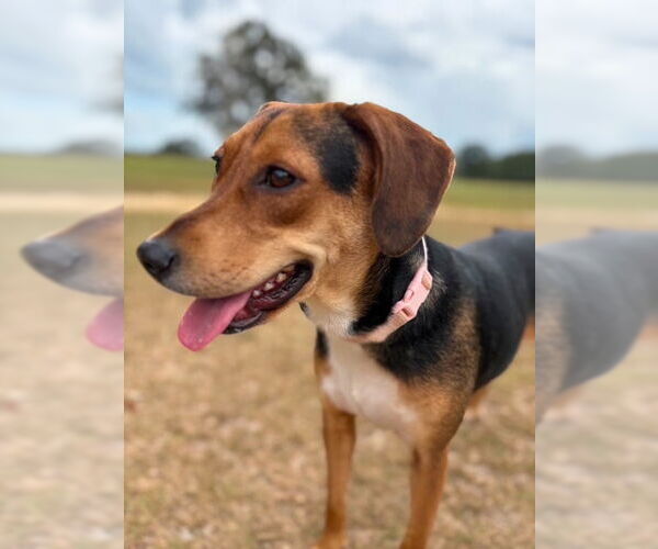 Medium Photo #6 Beagle Puppy For Sale in Dunnellon, FL, USA