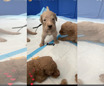 Small Photo #17 Goldendoodle Puppy For Sale in NEW YORK, NY, USA
