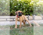 Small #1 Boxer