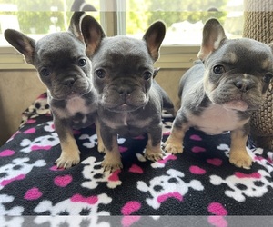 French Bulldog Puppy for sale in FRESNO, CA, USA