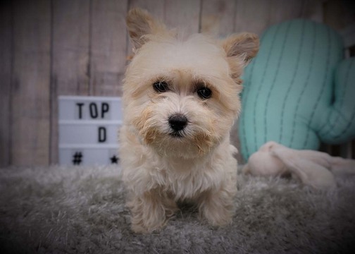 Medium Photo #1 Mutt Puppy For Sale in FULLERTON, CA, USA