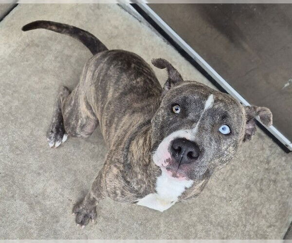 Medium Photo #2 Mutt Puppy For Sale in Decatur, IL, USA