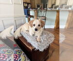 Small #1 Chihuahua Mix