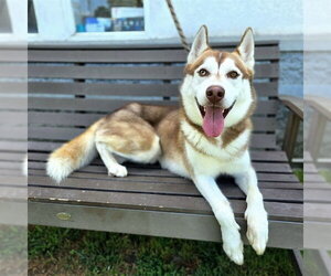 Siberian Husky Dogs for adoption in Long Beach, CA, USA