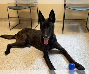 Mutt Dogs for adoption in Imlay City, MI, USA