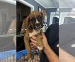 Puppy Sam Purple Boxer