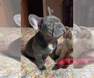 Medium French Bulldog