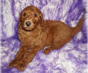 Labradoodle Puppy for sale in LA HABRA, CA, USA