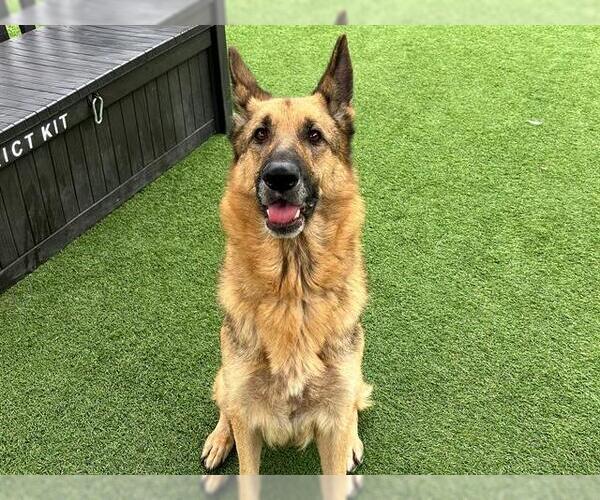 Medium Photo #1 German Shepherd Dog Puppy For Sale in Orange, CA, USA