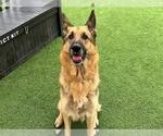 Small German Shepherd Dog