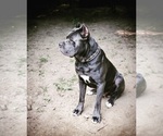 Small Photo #1 Cane Corso Puppy For Sale in BELLEVILLE, MI, USA