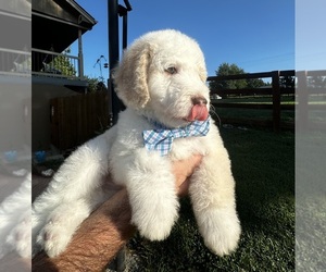 Bernedoodle (Miniature) Puppy for sale in HOLT, MO, USA