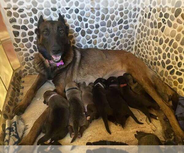 Medium Photo #15 Mutt Puppy For Sale in Imlay City, MI, USA