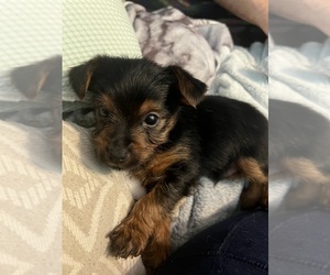 Yorkshire Terrier Puppy for sale in CHARLESTOWN, RI, USA