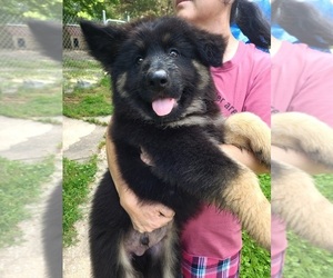 German Shepherd Dog Puppy for Sale in HENRYETTA, Oklahoma USA