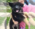 Small Photo #1 German Shepherd Dog Puppy For Sale in HENRYETTA, OK, USA