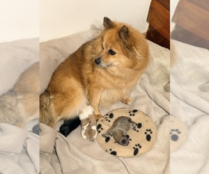 Mother of the Pomeranian puppies born on 10/23/2026