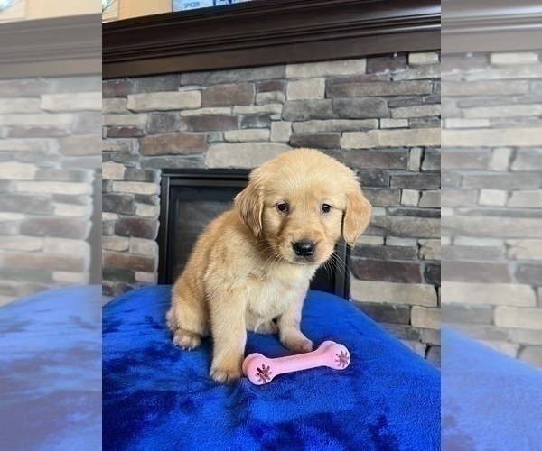Medium Photo #7 Golden Retriever Puppy For Sale in NOBLESVILLE, IN, USA