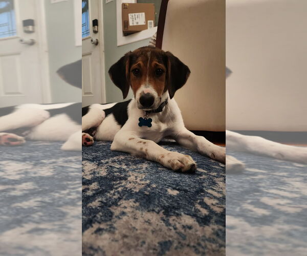 Medium Photo #2 Treeing Walker Coonhound-Unknown Mix Puppy For Sale in Plainfield, IL, USA