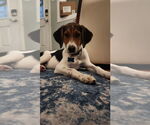 Small #1 Treeing Walker Coonhound Mix
