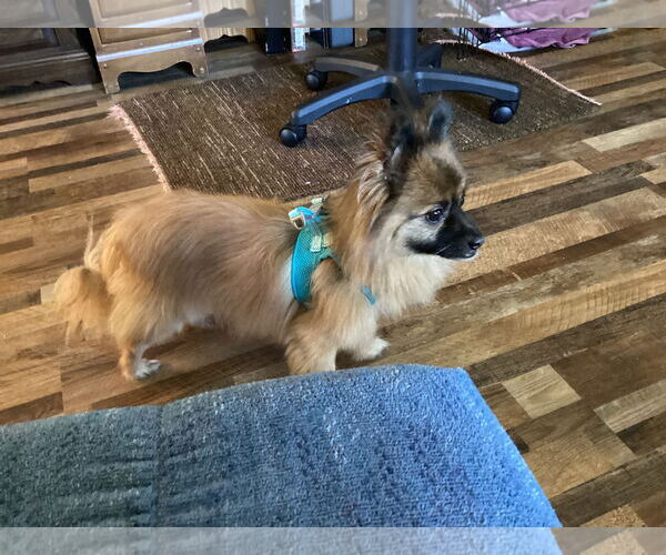 Medium Photo #4 Chiranian Puppy For Sale in Princeton, MN, USA
