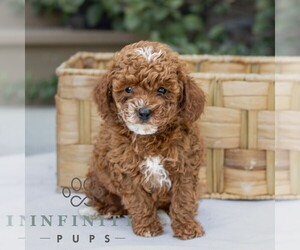 Goldendoodle (Miniature) Puppy for sale in BIRD IN HAND, PA, USA