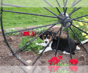 Beagle Puppy for sale in SHILOH, OH, USA