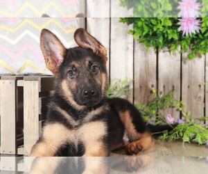 German Shepherd Dog Puppy for sale in MOUNT VERNON, OH, USA