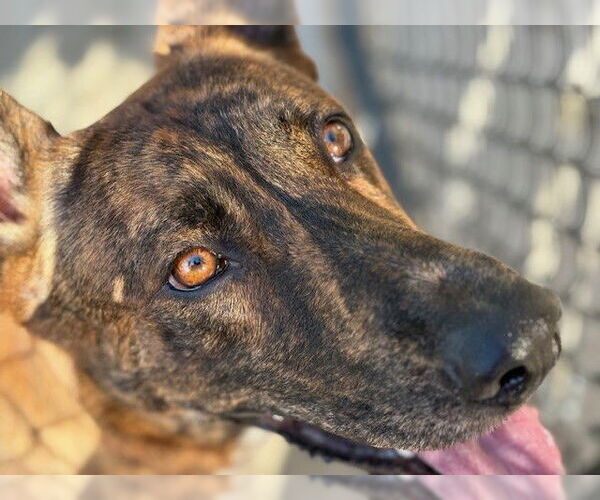 Medium Photo #1 Dutch Shepherd -Unknown Mix Puppy For Sale in Tulsa, OK, USA