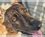 Small Dutch Shepherd  Mix