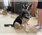 Small German Shepherd Dog
