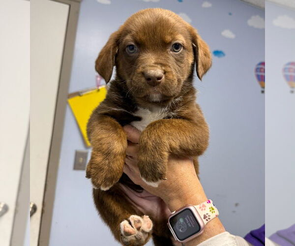 Medium Photo #3 Boxador Puppy For Sale in GILBERTS, IL, USA