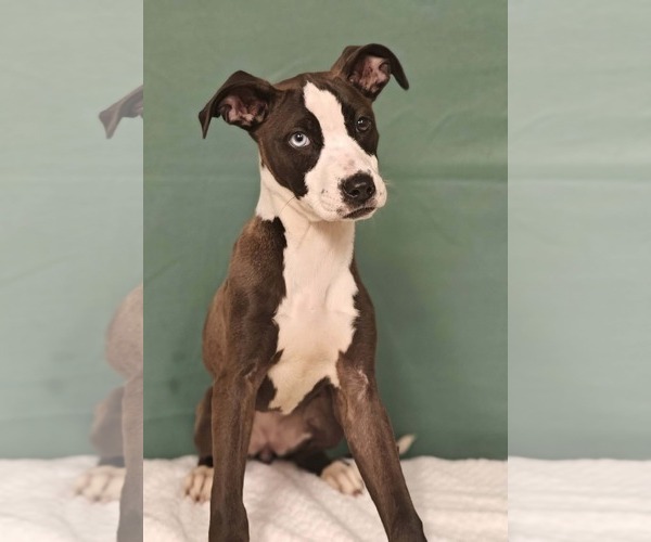 Medium Photo #2 Mutt Puppy For Sale in Royal Palm Beach, FL, USA