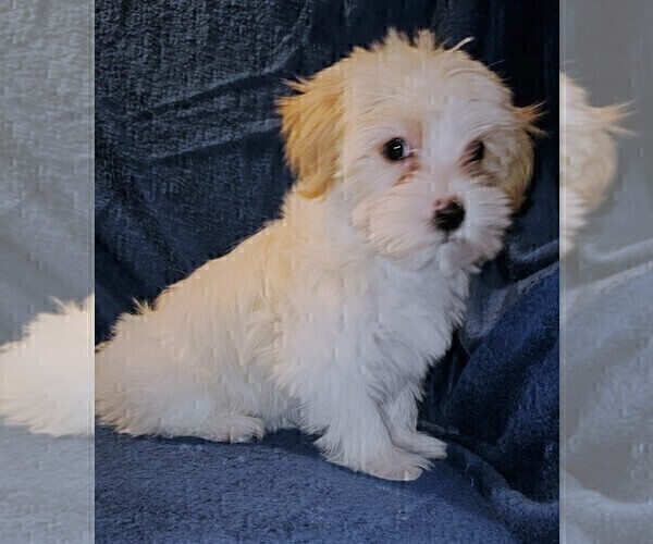 Medium Photo #11 Morkie Puppy For Sale in HOLLAND, MI, USA