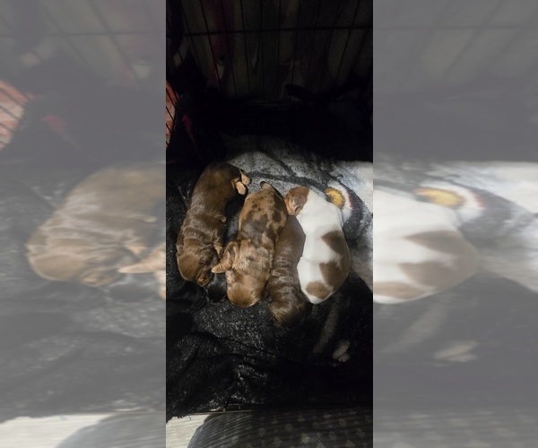 Medium Photo #1 Dachshund Puppy For Sale in NEOSHO, MO, USA